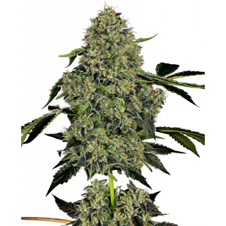 OG Kush Autofloraison - White label Sensi Seeds