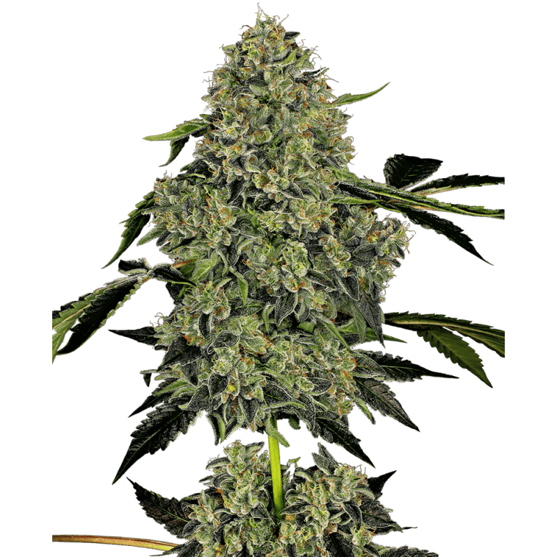 OG Kush Autofloraison - White label Sensi Seeds