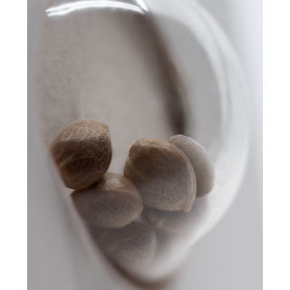 OG Kush Autofloraison - White label Sensi Seeds