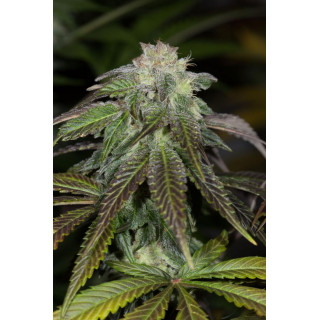 OG Kush - Féminisée - Humboldt Seeds