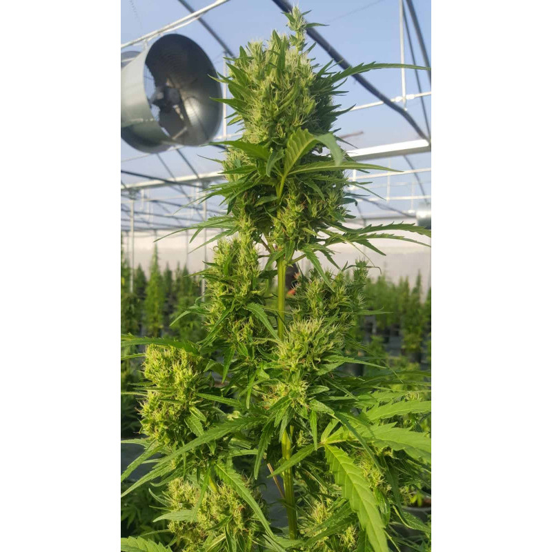 Dioïca 88 Régulière - Chanvre Sativa L Monoïque Dioïca 88 Régulière - Chanvre Sativa L Monoïque