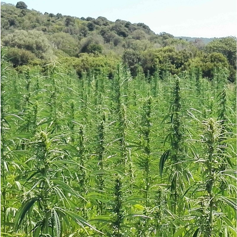 Dioïca 88 Régulière - Chanvre Sativa L Monoïque Dioïca 88 Régulière - Chanvre Sativa L Monoïque