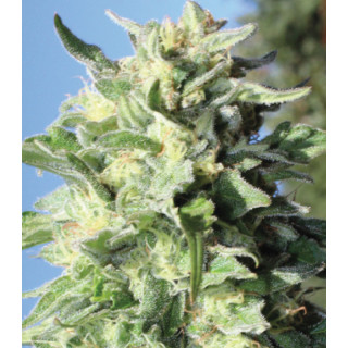Banana Mango - Féminisée - Humboldt Seeds