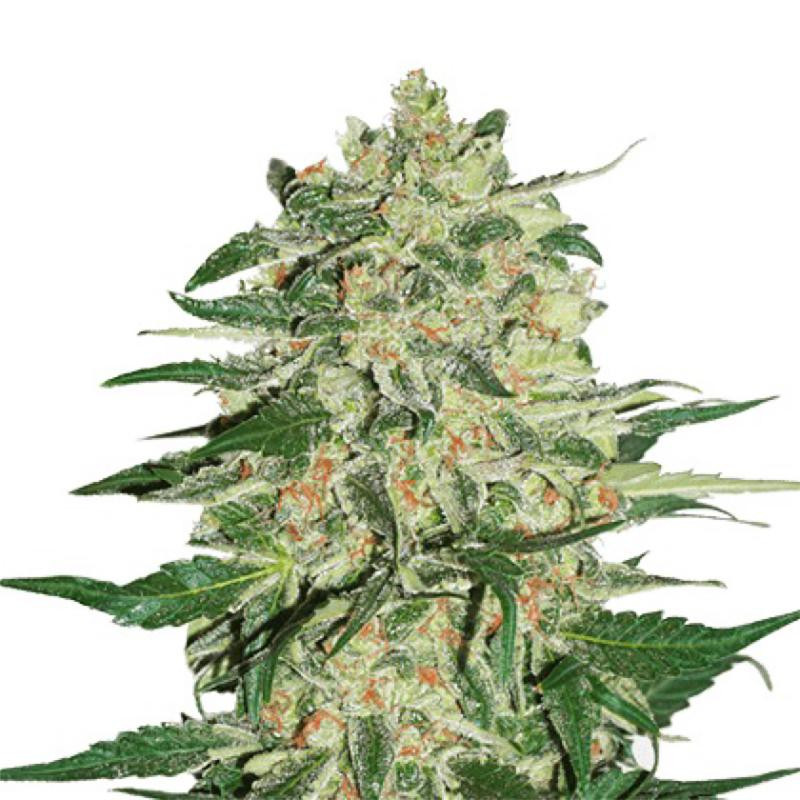Big bud feminisee FCD Seeds Graines de Collection Big bud feminisee FCD Seeds Graines de Collection