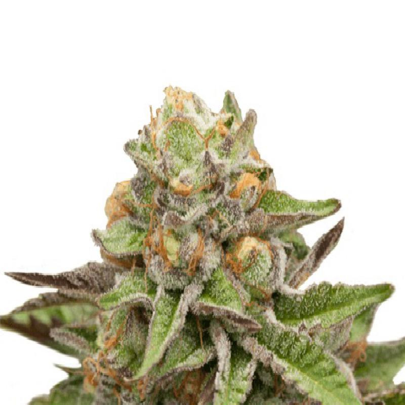 Gelato feminisee FCD seeds Graines de Collection Gelato feminisee FCD seeds Graines de Collection