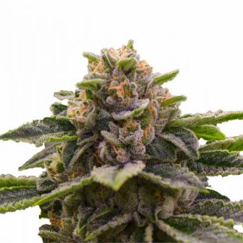 Girl scout cookies feminisee FCD seeds Graines de Collection Girl scout cookies feminisee FCD seeds Graines de Collection