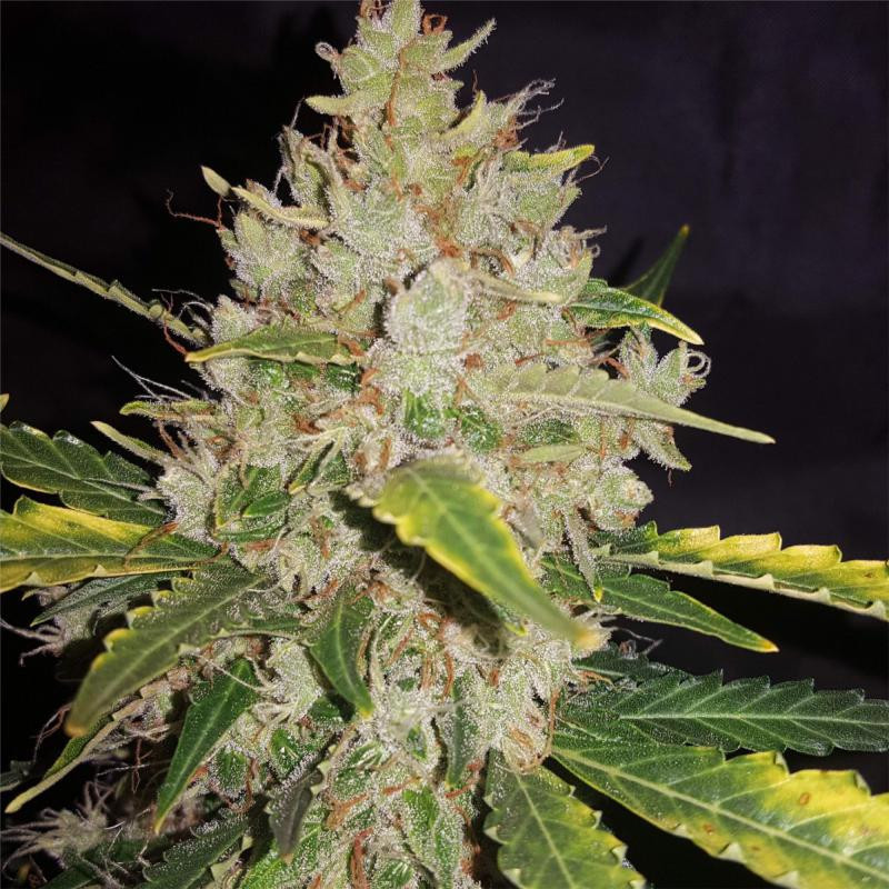 Gorilla glue auto FCD seeds Graines de Collection Gorilla glue auto FCD seeds Graines de Collection