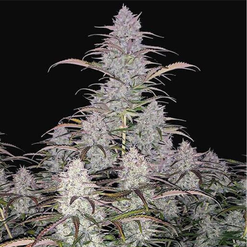 Green Crack - Féminisée - FCD Seeds - Graines de Collection Green Crack - Féminisée - FCD Seeds - Graines de Collection