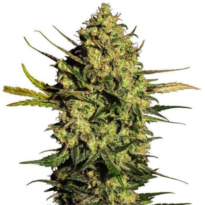Master kush feminisee FCD seeds Graines de Collection Master kush feminisee FCD seeds Graines de Collection