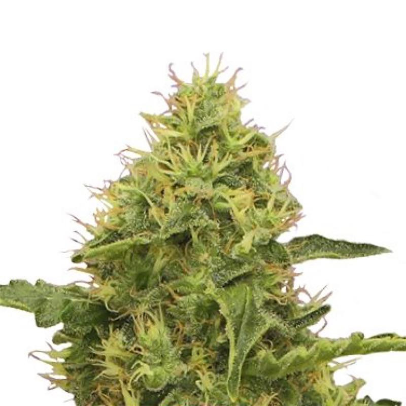 Northern light feminisee FCD seeds Graines de Collection Northern light feminisee FCD seeds Graines de Collection