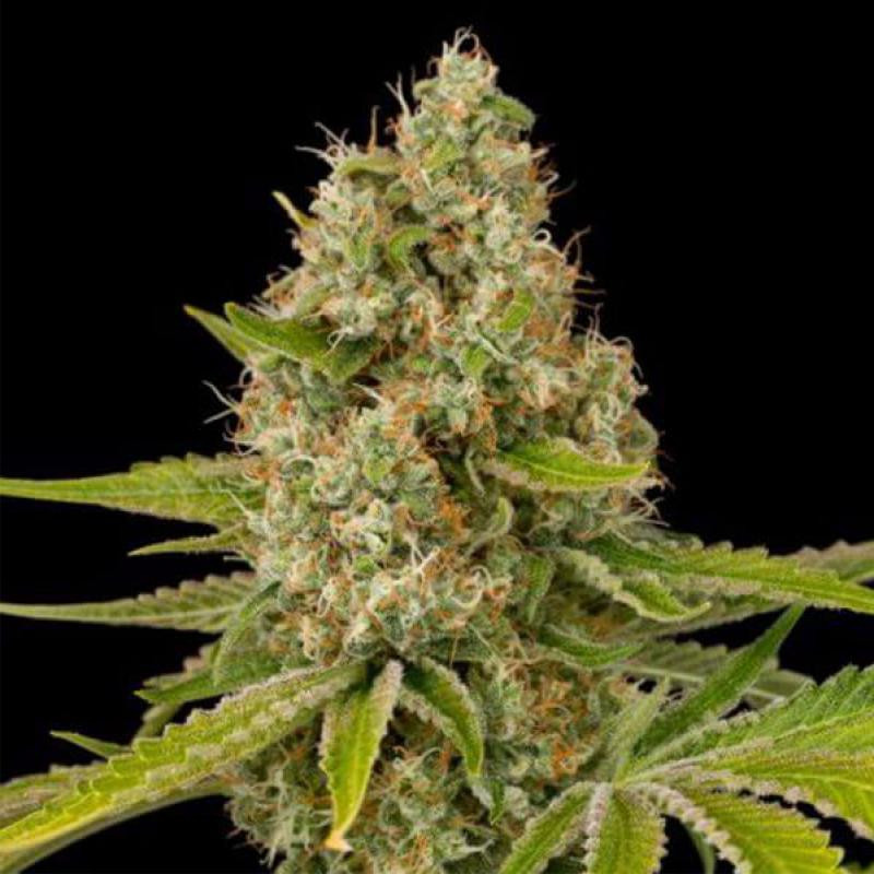 Og kush feminisee FCD seeds Graines de Collection