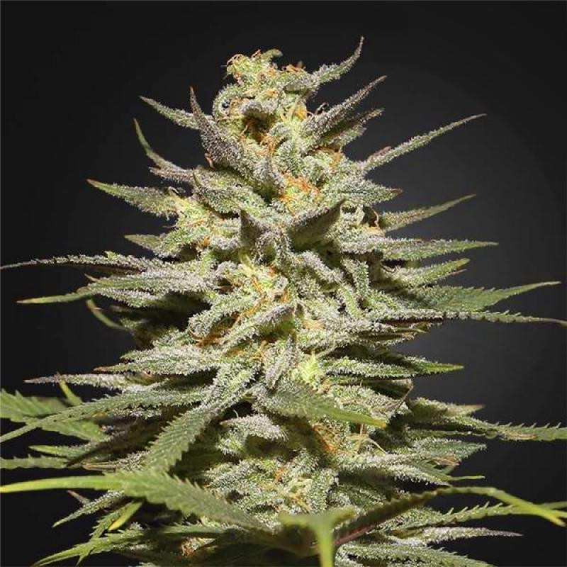 Super lemon haze feminisee FCD seeds Graines de Collection Super lemon haze feminisee FCD seeds Graines de Collection