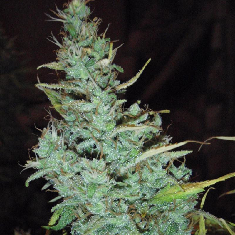 White russian auto FCD seeds Graines de Collection White russian auto FCD seeds Graines de Collection