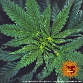 Peppermint Kush - Féminisée - Barney's Farm | ROOTS-SEEDS.FR