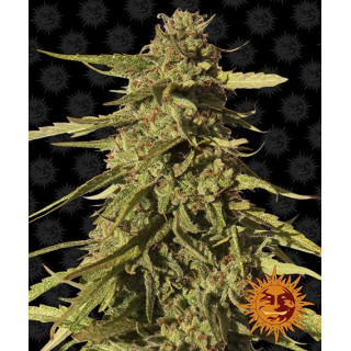 Red Cherry Berry - Féminisée - Barney's Farm | ROOTS-SEEDS.FR