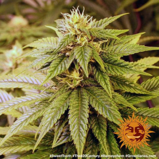Sweet Tooth #1 - Féminisée - Barney's Farm | ROOTS-SEEDS.FR