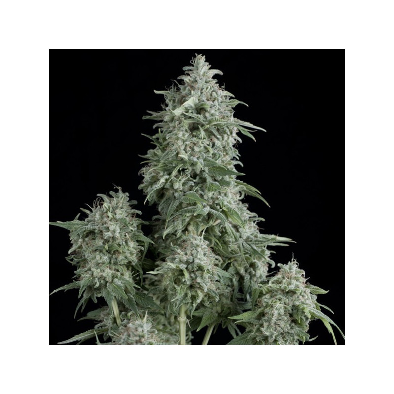 Anubis - Féminisée - Pyramid Seeds - Graines de collection Anubis - Féminisée - Pyramid Seeds - Graines de collection