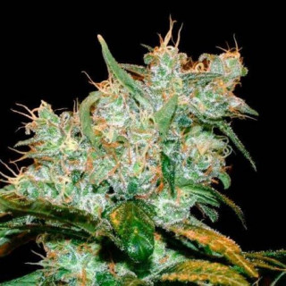 Amnésia Bilbo - Féminisée - Genethik Seeds - Graines de collection