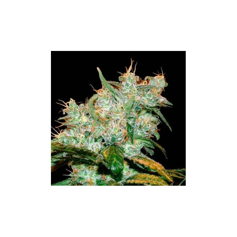 Amnésia Bilbo - Féminisée - Genethik Seeds - Graines de collection