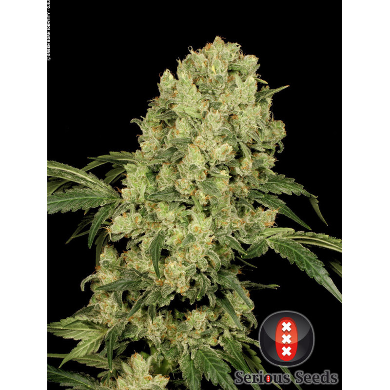 AK47 - Régulière - Serious Seeds - Graines de collection AK47 - Régulière - Serious Seeds - Graines de collection