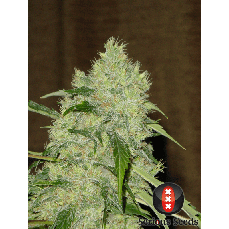 Bubble Gum - Régulière - Serious Seeds - Graines de collection Bubble Gum - Régulière - Serious Seeds - Graines de collection