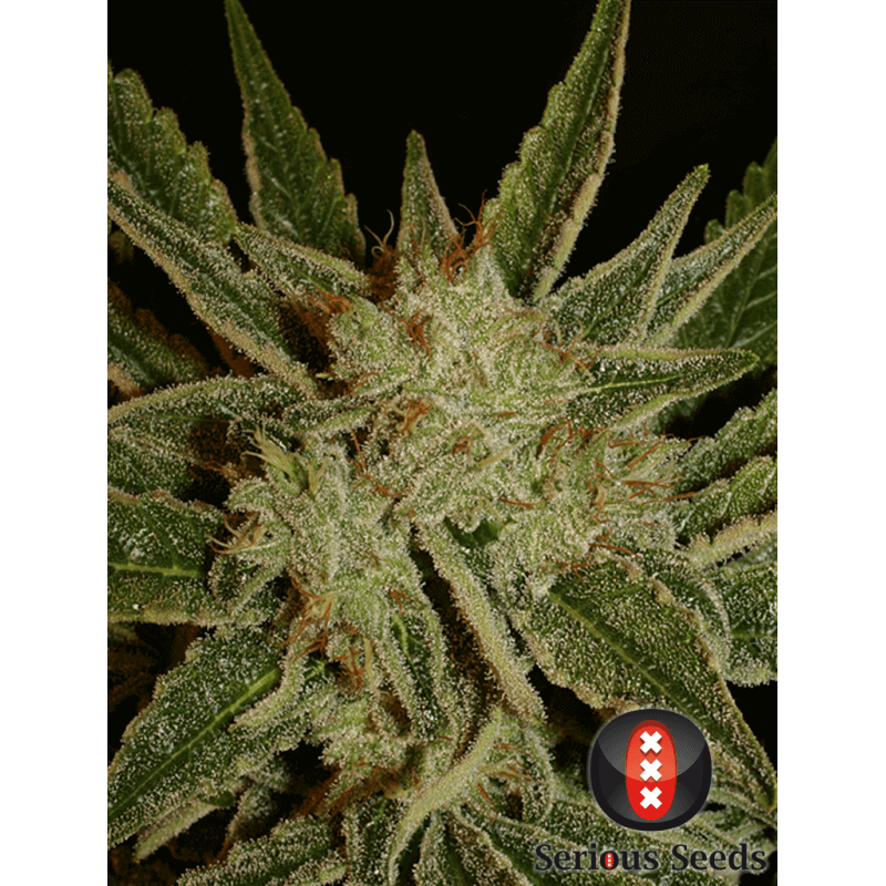 Bubble Gum - Régulière - Serious Seeds - Graines de collection Bubble Gum - Régulière - Serious Seeds - Graines de collection