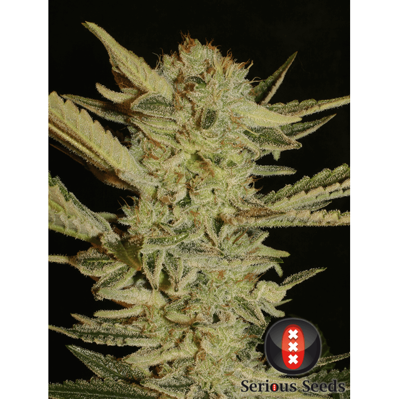 Bubble Gum - Régulière - Serious Seeds - Graines de collection Bubble Gum - Régulière - Serious Seeds - Graines de collection