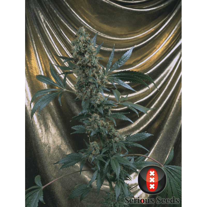 Bubble Gum - Régulière - Serious Seeds - Graines de collection Bubble Gum - Régulière - Serious Seeds - Graines de collection