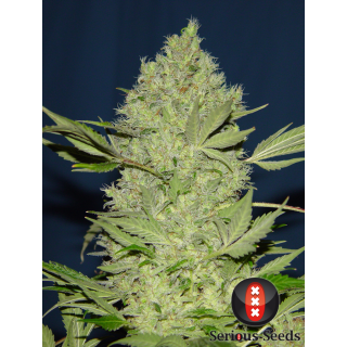 Chronic - Féminisée - Serious seeds - Graines de collection