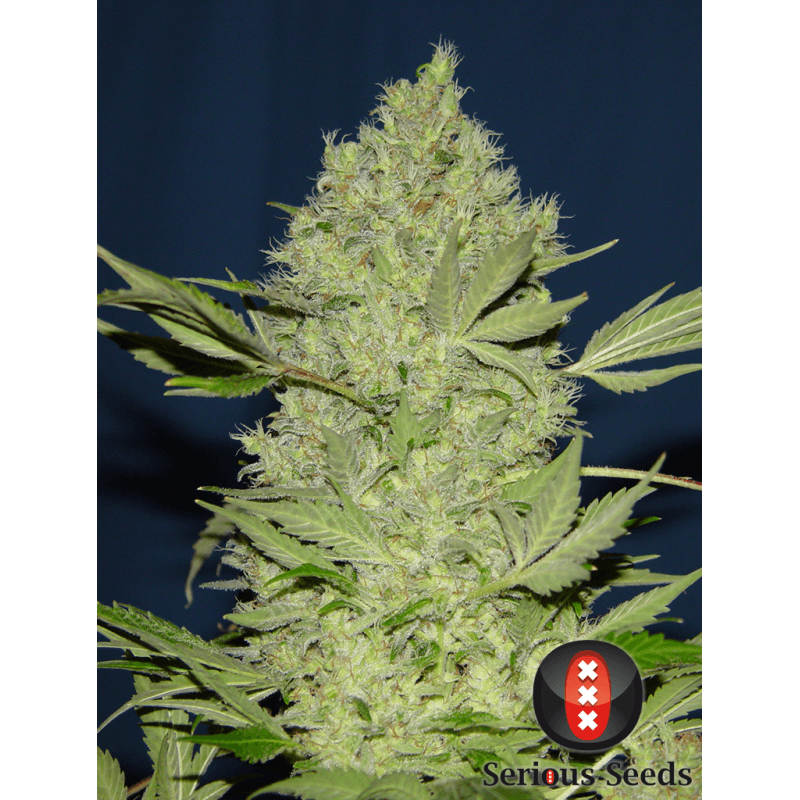 Chronic - Féminisée - Serious seeds - Graines de collection Chronic - Féminisée - Serious seeds - Graines de collection