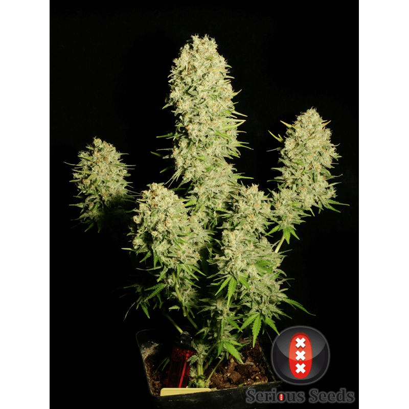 Chronic - Féminisée - Serious seeds - Graines de collection Chronic - Féminisée - Serious seeds - Graines de collection