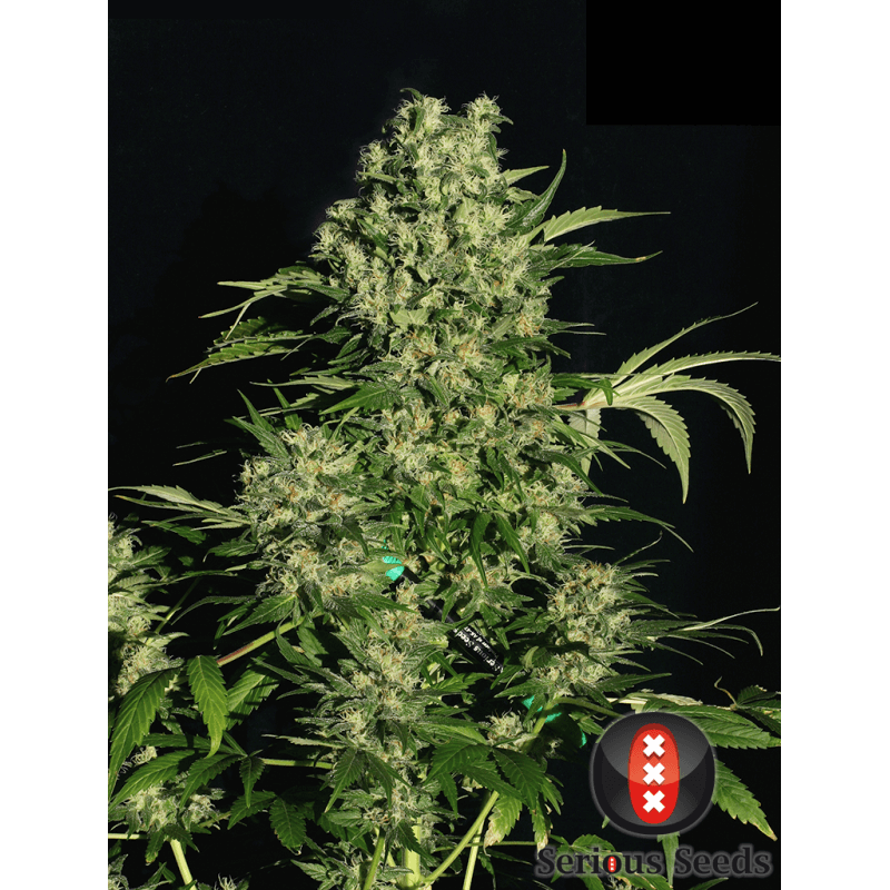 Chronic - Féminisée - Serious seeds - Graines de collection Chronic - Féminisée - Serious seeds - Graines de collection