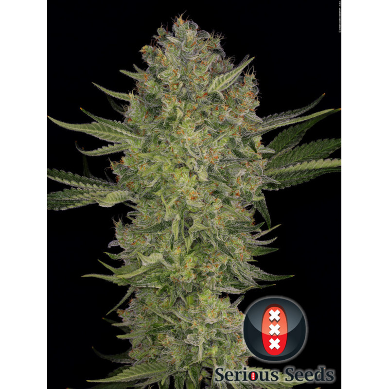 Serious Kush - Féminisée - Serious Seeds - Graines de collection Serious Kush - Féminisée - Serious Seeds - Graines de collection