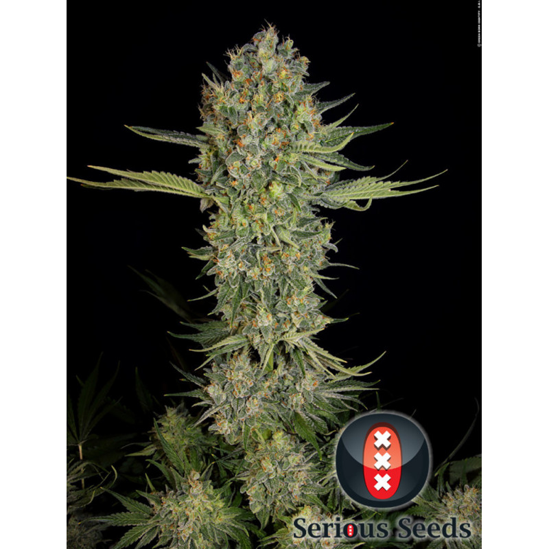 Serious Kush - Féminisée - Serious Seeds - Graines de collection Serious Kush - Féminisée - Serious Seeds - Graines de collection