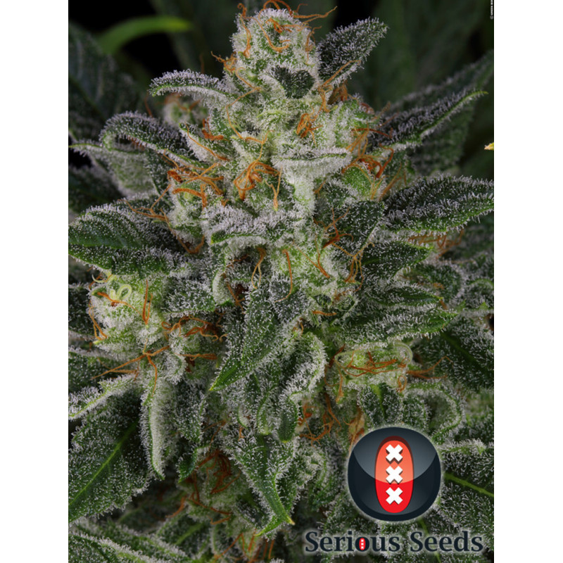Serious Kush - Féminisée - Serious Seeds - Graines de collection Serious Kush - Féminisée - Serious Seeds - Graines de collection