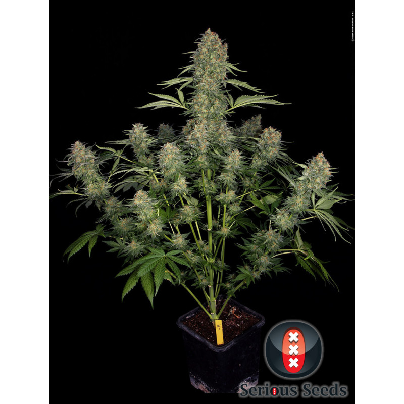 Serious Kush - Féminisée - Serious Seeds - Graines de collection Serious Kush - Féminisée - Serious Seeds - Graines de collection