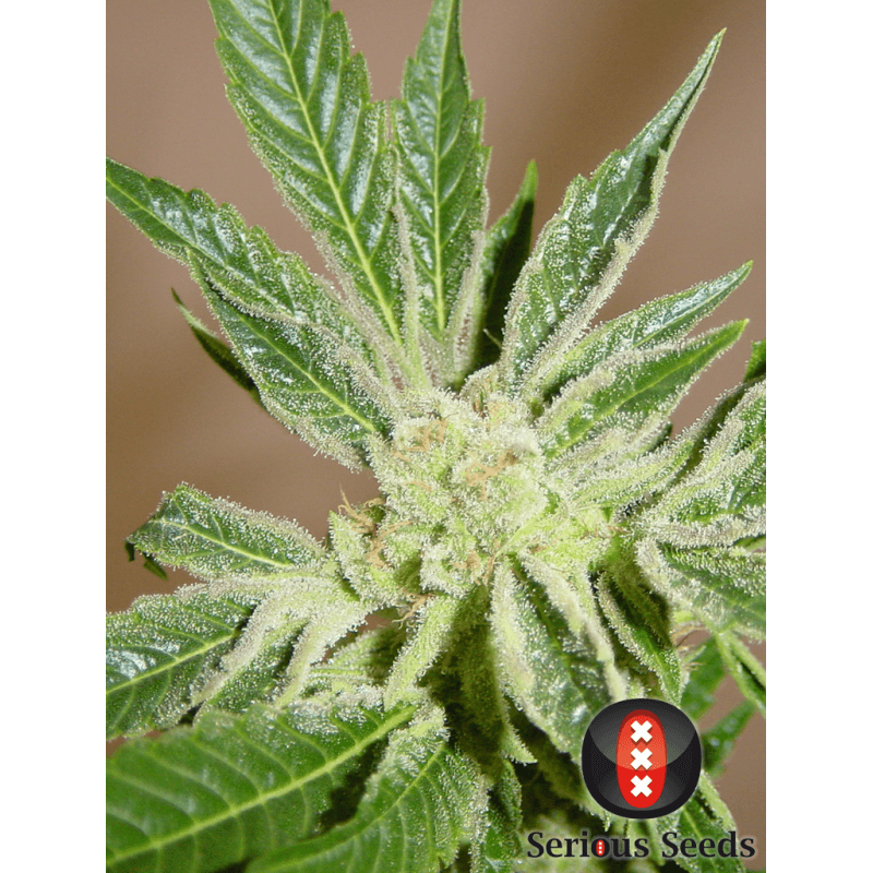 White russian - féminisée - Serious Seeds- Graines de collection White russian - féminisée - Serious Seeds- Graines de collection