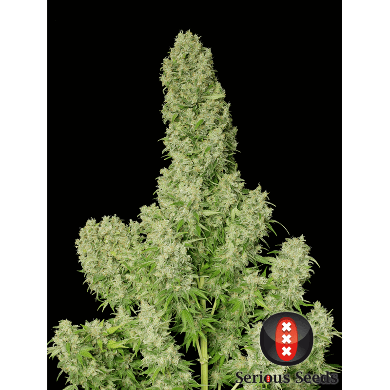White russian - Régulière - Serious Seeds- Graines de collection White russian - Régulière - Serious Seeds- Graines de collection