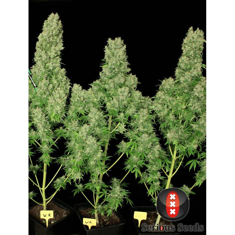 White russian - Régulière - Serious Seeds- Graines de collection White russian - Régulière - Serious Seeds- Graines de collection