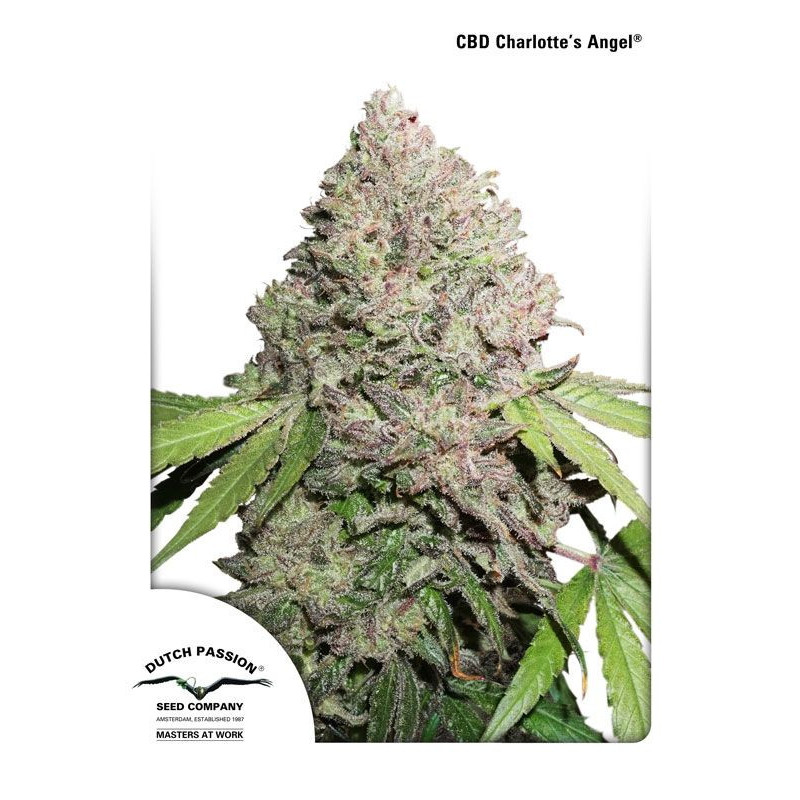 CBD Auto Charlotte's angel - Dutch Passion - Graines de Collection CBD Auto Charlotte's angel - Dutch Passion - Graines de Collection