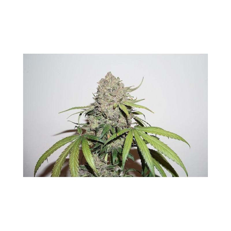CBD Auto Charlotte's angel - Dutch Passion - Graines de Collection CBD Auto Charlotte's angel - Dutch Passion - Graines de Collection