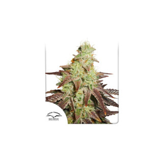 Auto Night Queen - Dutch Passion - Graines de collection