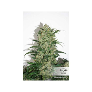 Auto Night Queen - Dutch Passion - Graines de collection
