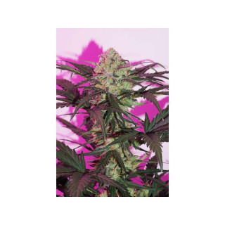 Auto Night Queen - Dutch Passion - Graines de collection