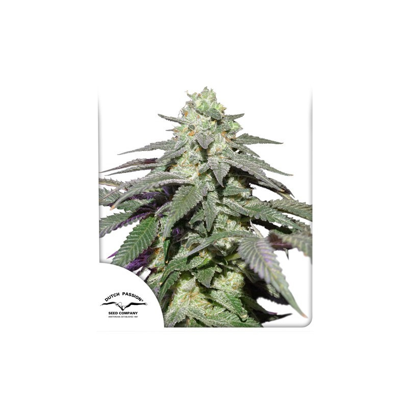 Skywalker Haze - Auto - Dutch Passion - Graines de collection Skywalker Haze - Auto - Dutch Passion - Graines de collection