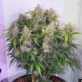 Skywalker Haze - Auto - Dutch Passion - Graines de collection