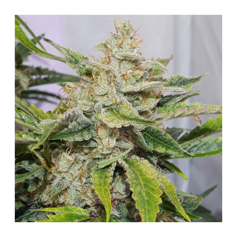 Skywalker Haze - Auto - Dutch Passion - Graines de collection Skywalker Haze - Auto - Dutch Passion - Graines de collection