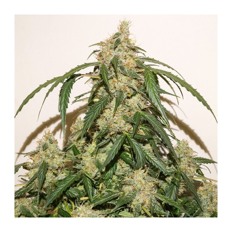 Skywalker Haze - Auto - Dutch Passion - Graines de collection Skywalker Haze - Auto - Dutch Passion - Graines de collection