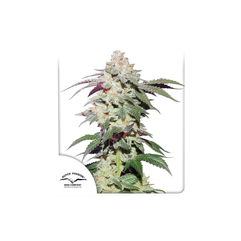 Skywalker Haze - Féminisée - Dutch Passion - Graines de collection Skywalker Haze - Féminisée - Dutch Passion - Graines de collection