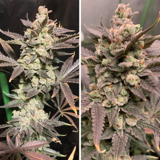 Skywalker Haze - Féminisée - Dutch Passion - Graines de collection